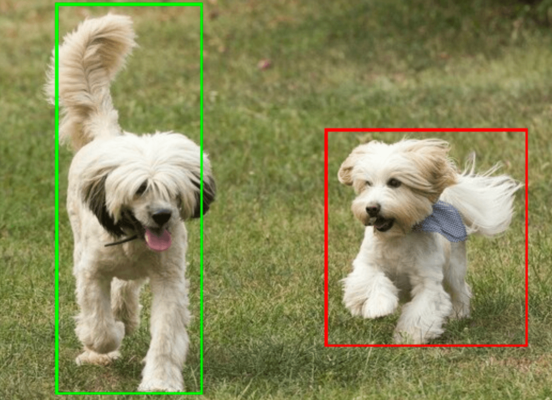 Two dogs that are highlighted with bounding boxes