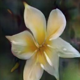A flower with petals that are
yellow with shades of orange.