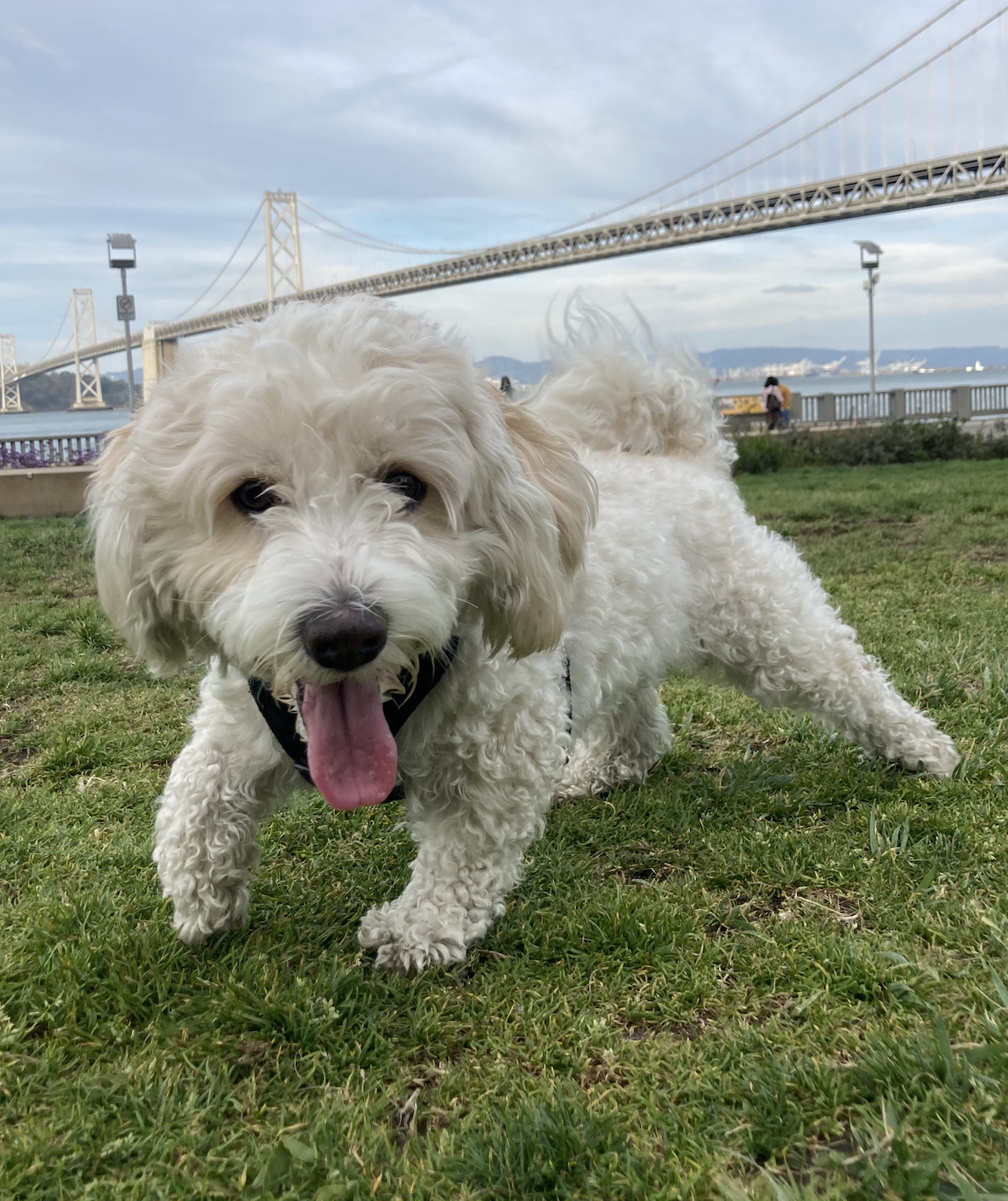 Un perro blanco pequeño con nariz negra y lengua rosa corre por un campo de césped con un puente en el fondo.